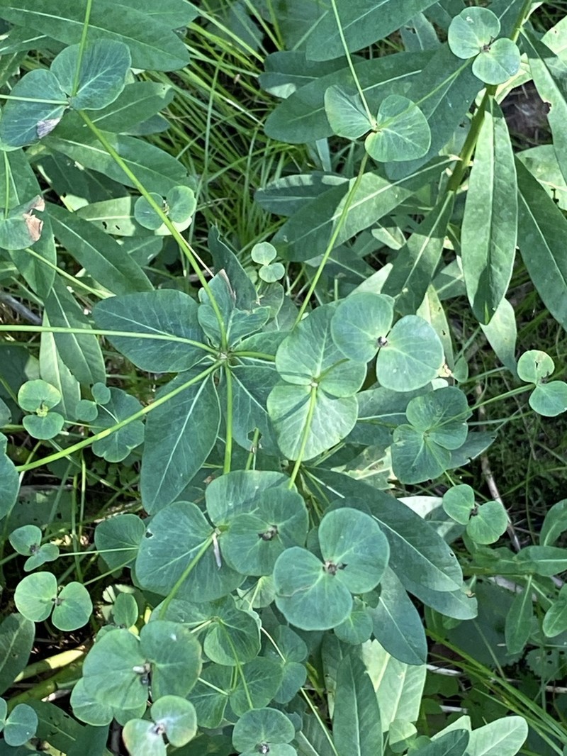 Darlington's Glade Spurge photo 3