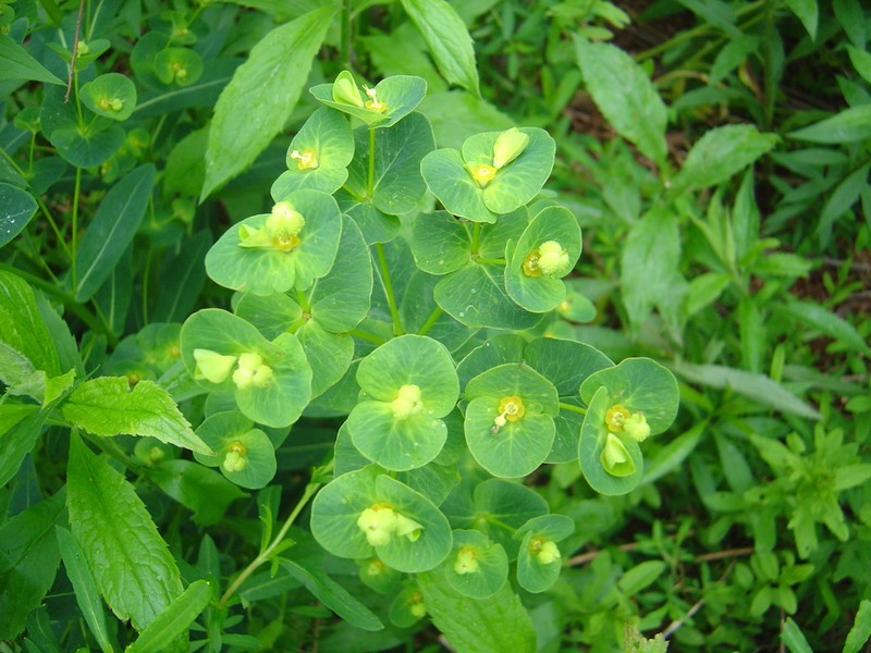 Darlington's Glade Spurge photo 4