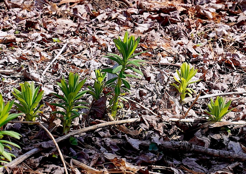 Darlington's Glade Spurge photo 5