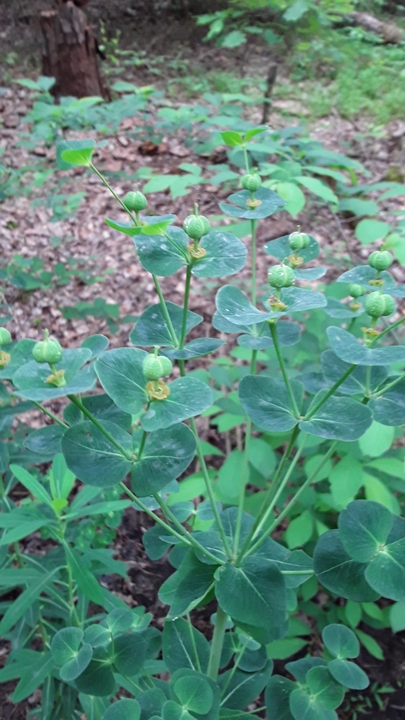Darlington's Glade Spurge photo 6