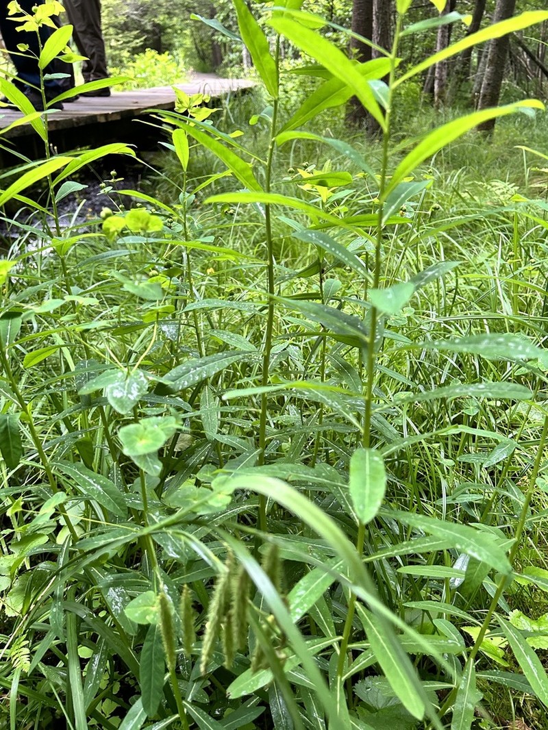 Darlington's Glade Spurge photo 7