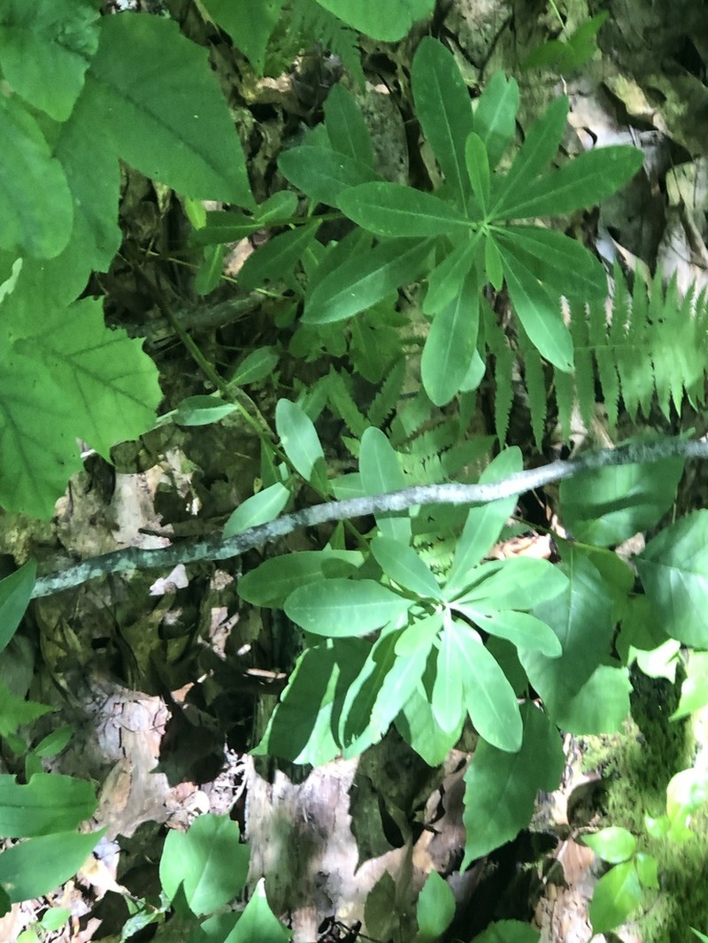 Darlington's Glade Spurge photo 8