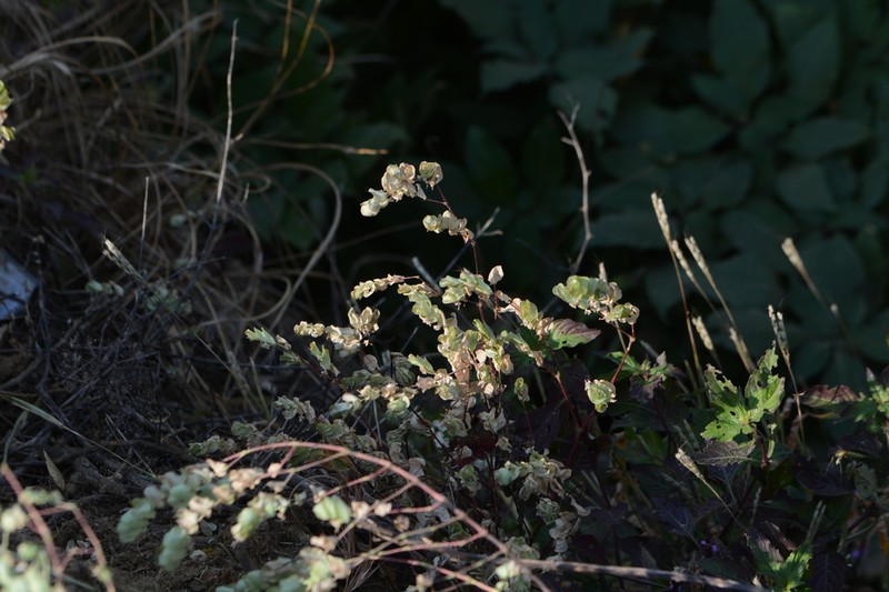 Euphorbia pycnostegia photo 2