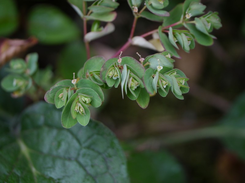 Euphorbia pycnostegia photo 3