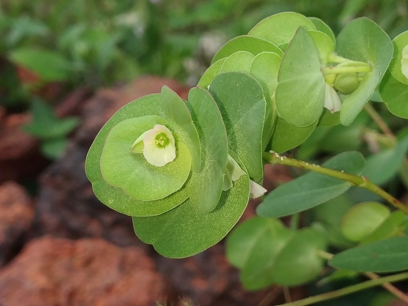 Euphorbia pycnostegia photo 4