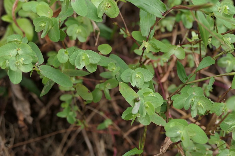 Euphorbia pycnostegia photo 5