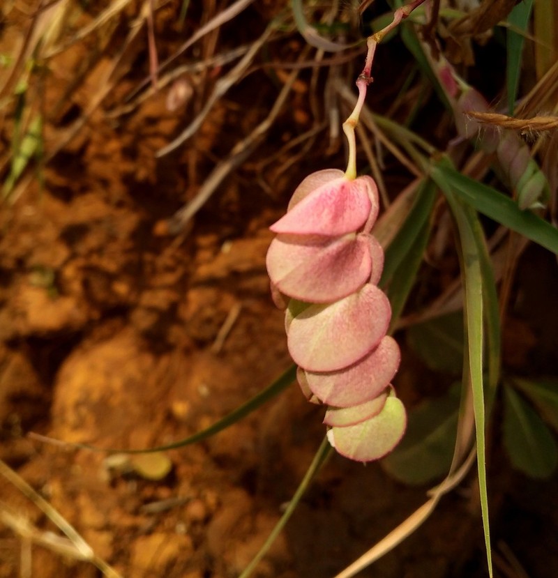 Euphorbia pycnostegia photo 6