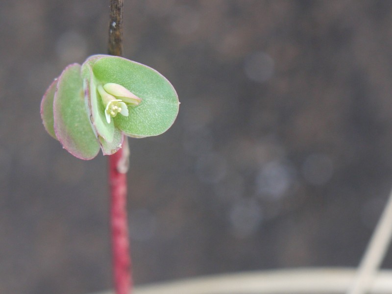 Euphorbia pycnostegia photo 7