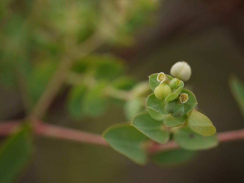Euphorbia pycnostegia photo 8