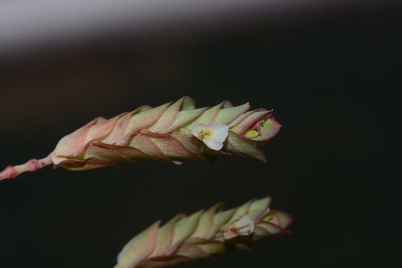 Euphorbia pycnostegia var. zornioides