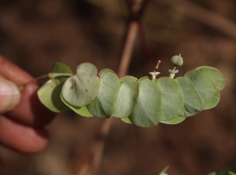 Euphorbia pycnostegia var. zornioides photo 2