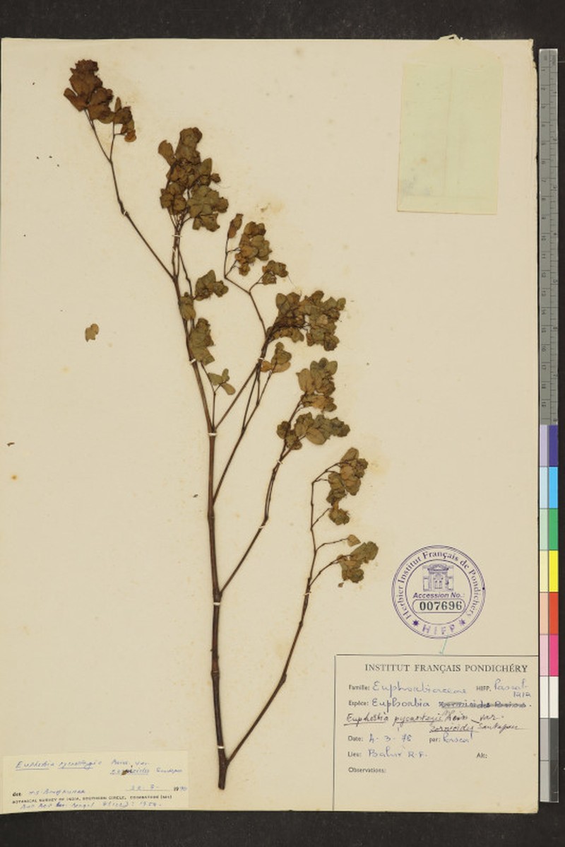 Euphorbia pycnostegia var. zornioides photo 3
