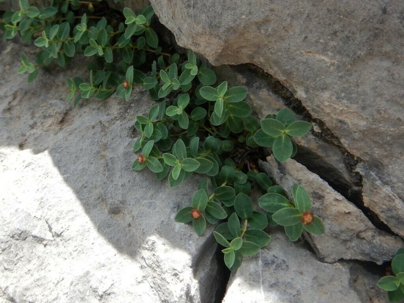 Euphorbia pyrenaica photo 2