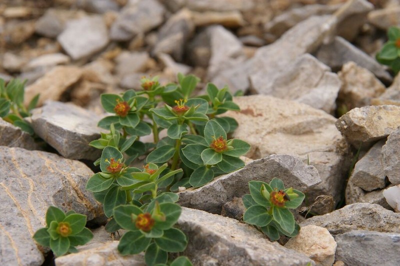 Euphorbia pyrenaica photo 3