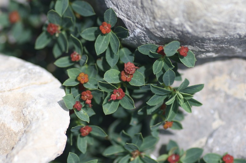 Euphorbia pyrenaica photo 4