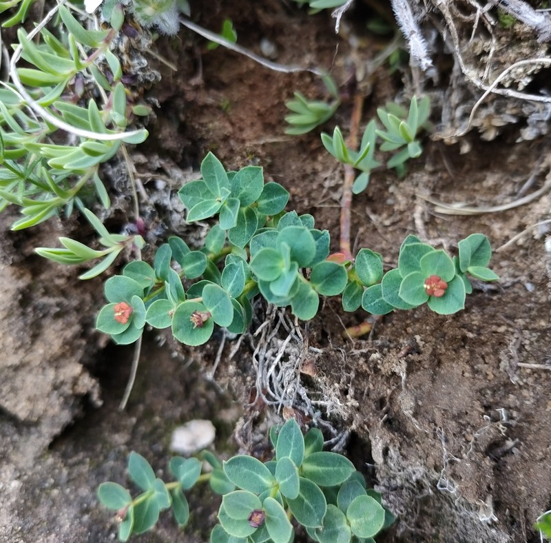 Euphorbia pyrenaica photo 5