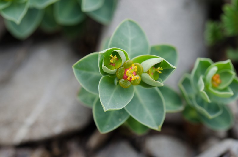 Euphorbia pyrenaica photo 6