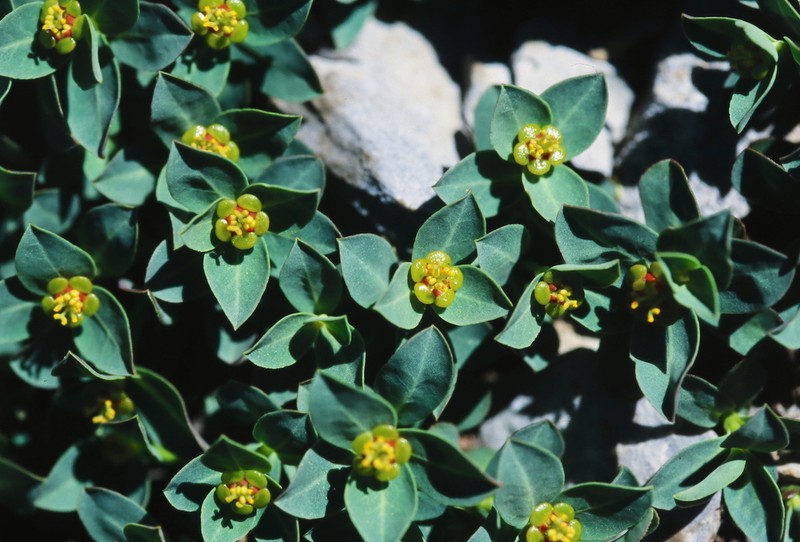Euphorbia pyrenaica photo 7