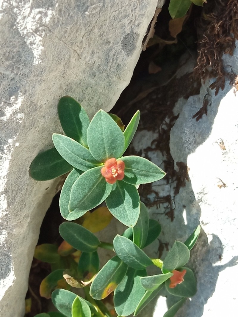 Euphorbia pyrenaica photo 8