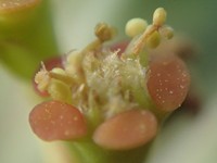 Euphorbia pyrifolia