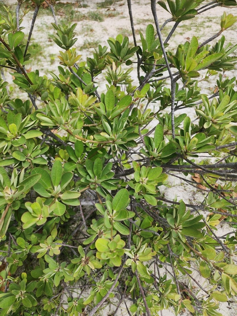 Euphorbia pyrifolia photo 2