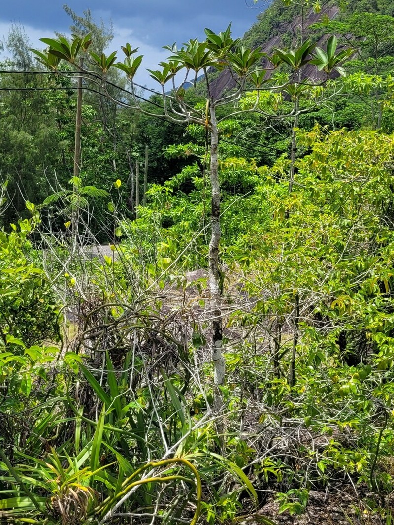 Euphorbia pyrifolia photo 3