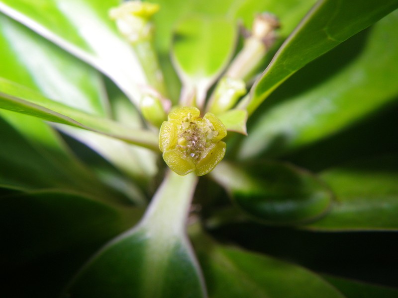 Euphorbia pyrifolia photo 4