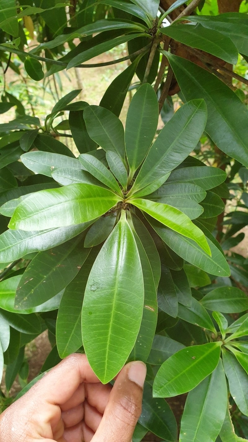 Euphorbia pyrifolia photo 5