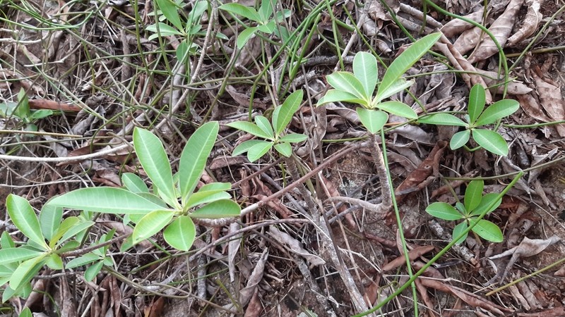 Euphorbia pyrifolia photo 6