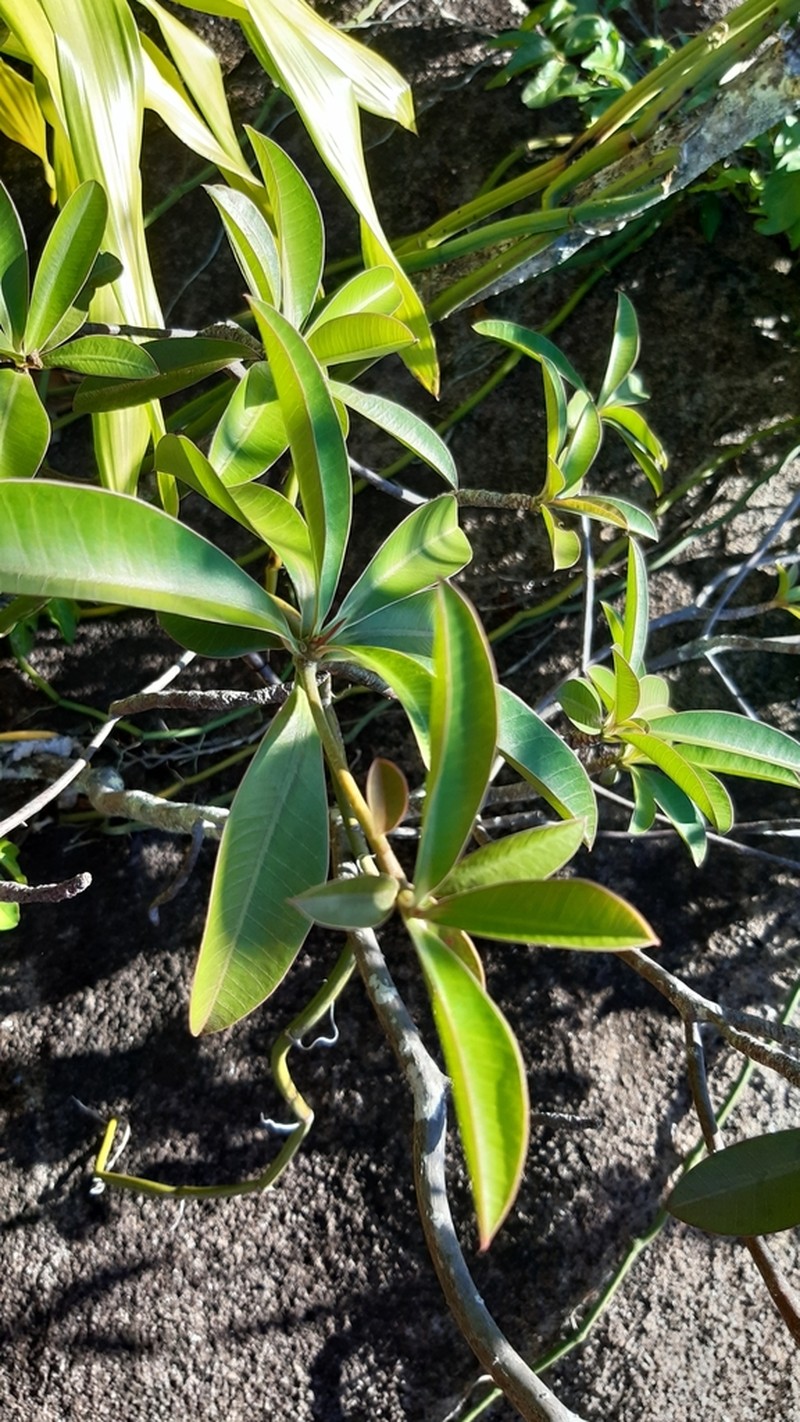 Euphorbia pyrifolia photo 7
