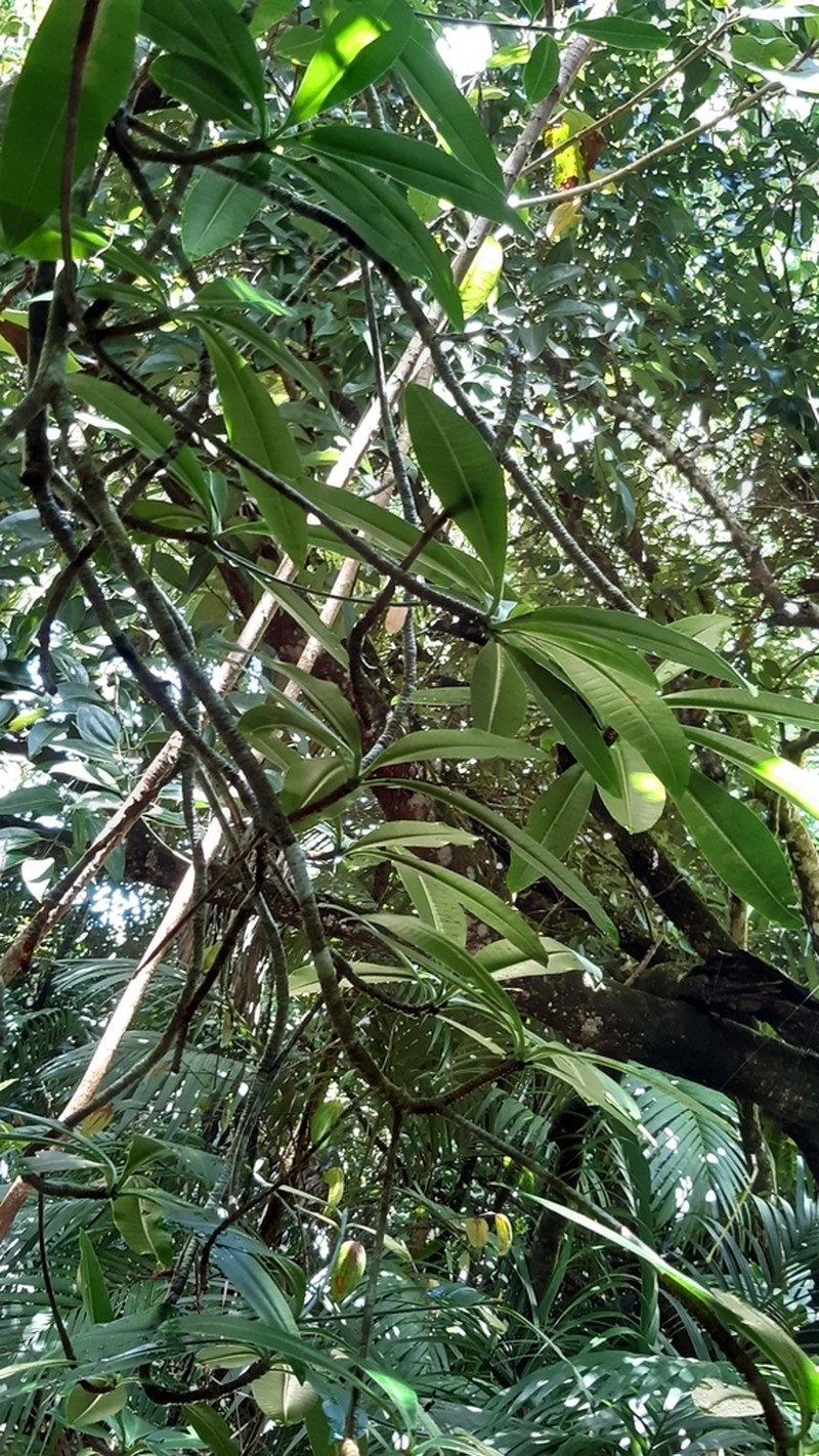 Euphorbia pyrifolia photo 8