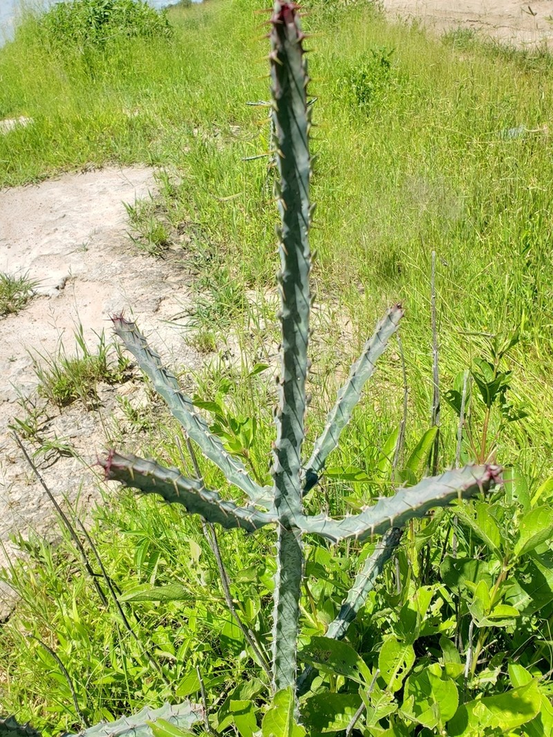 Euphorbia quadrangularis
