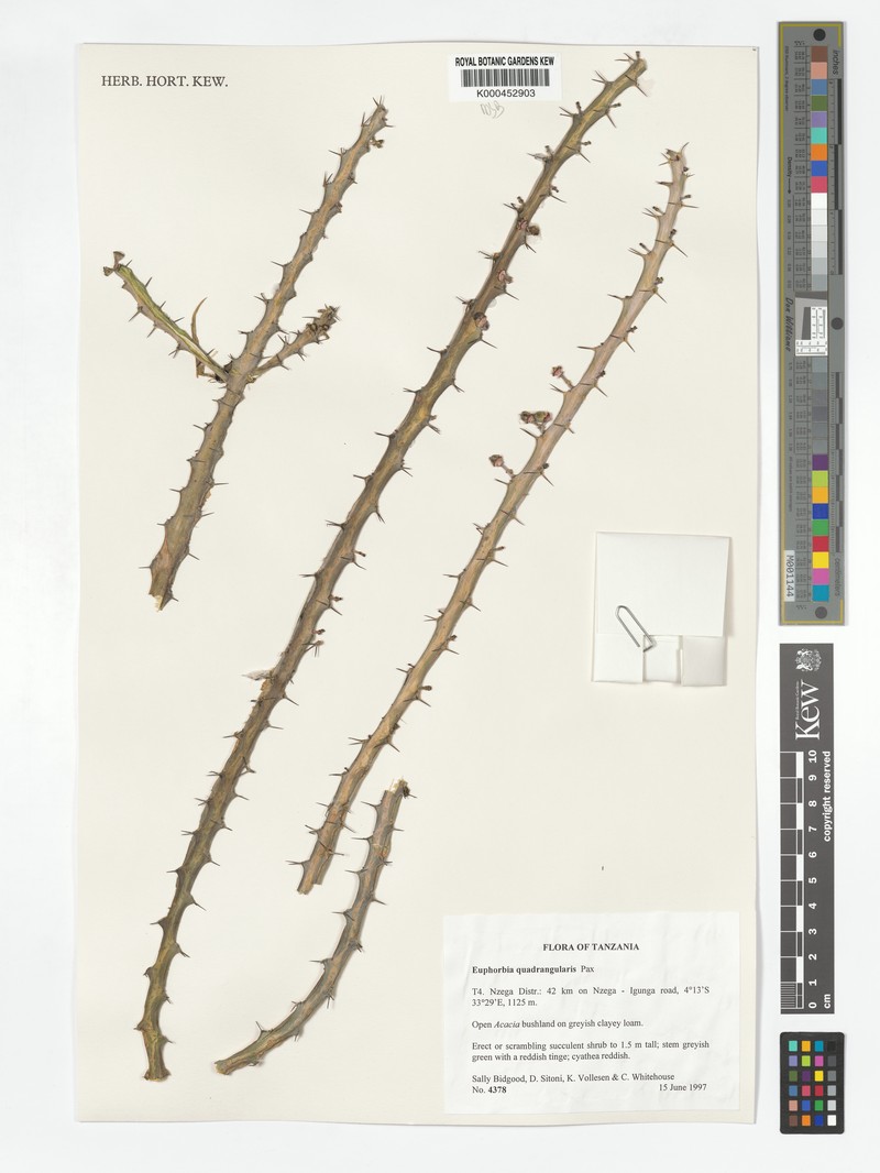 Euphorbia quadrangularis photo 3