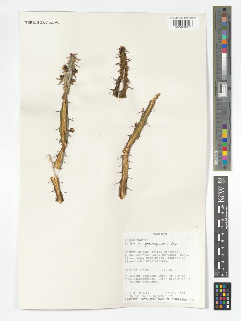 Euphorbia quadrangularis photo 5
