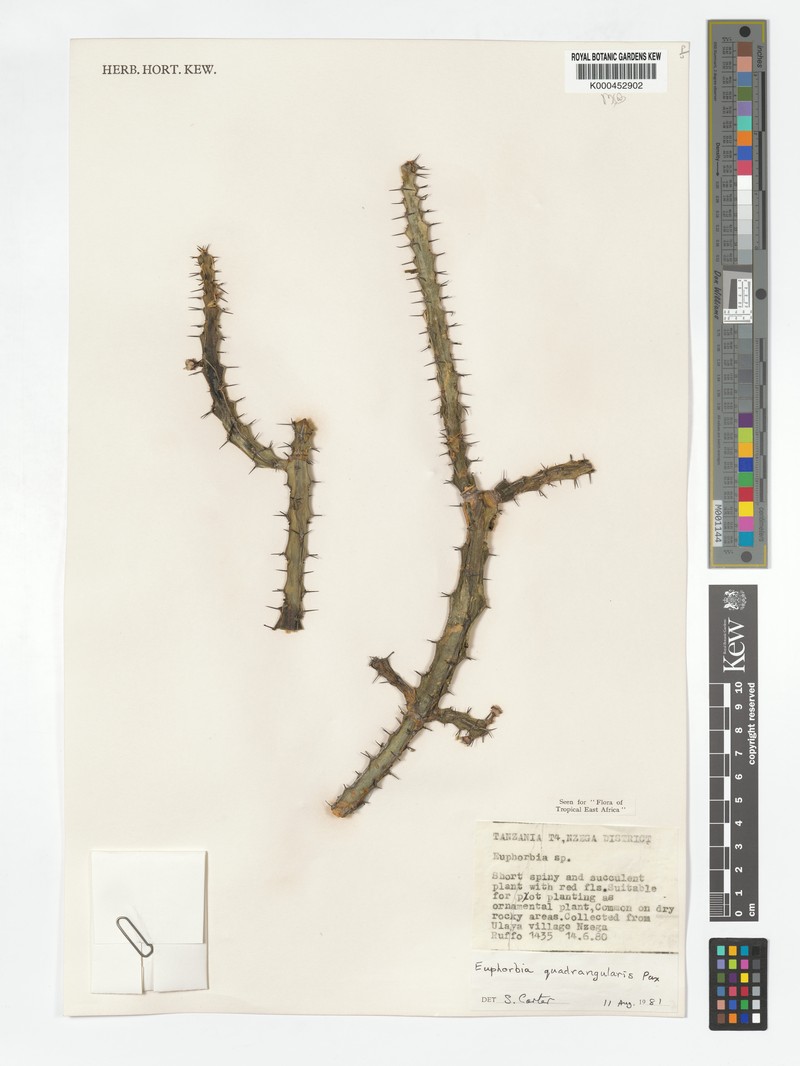 Euphorbia quadrangularis photo 6