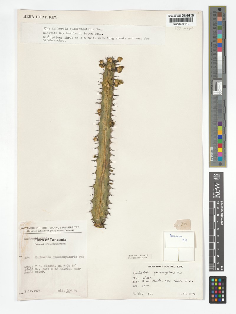 Euphorbia quadrangularis photo 7