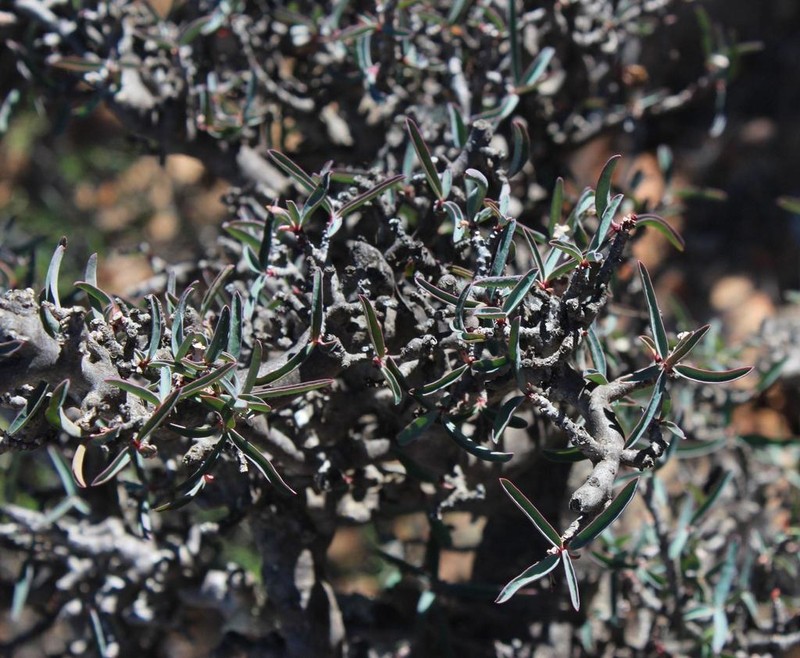 Euphorbia quadrata photo 3