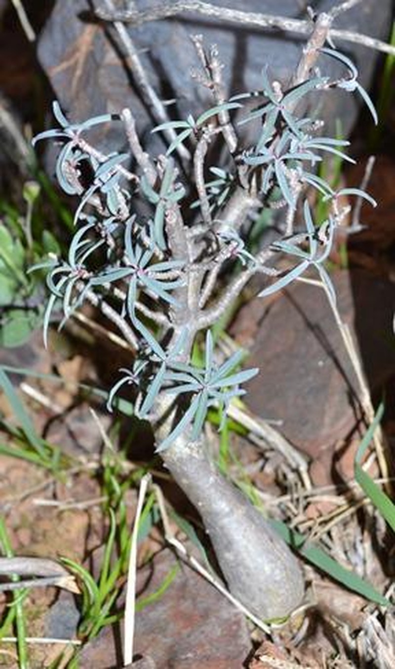 Euphorbia quadrata photo 8
