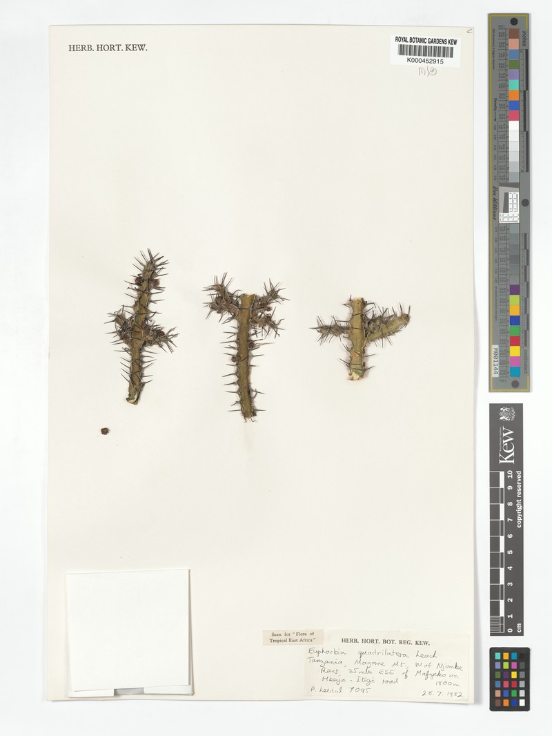 Euphorbia quadrilatera photo 2