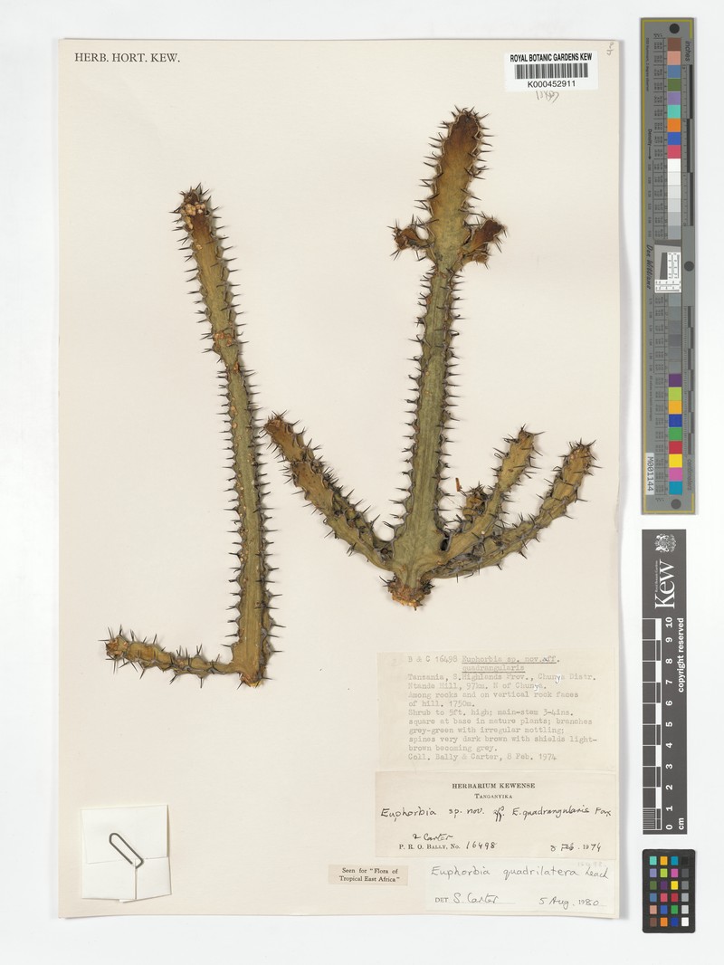 Euphorbia quadrilatera photo 3