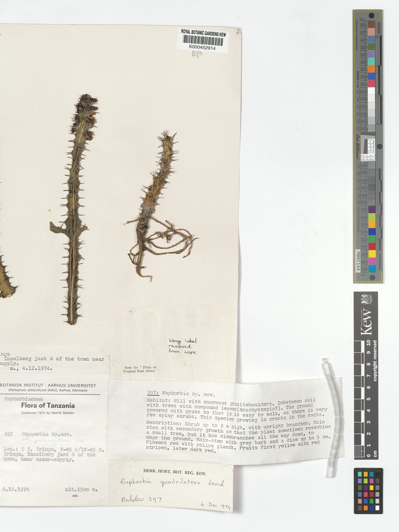Euphorbia quadrilatera photo 4