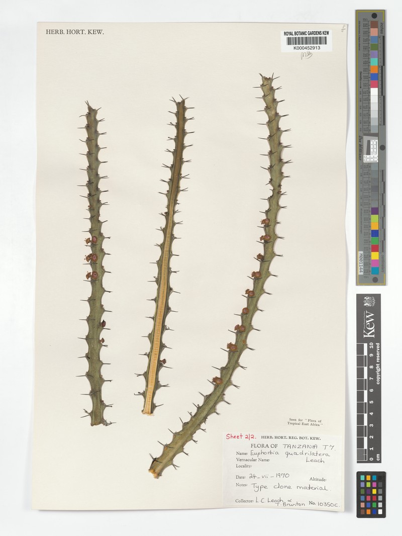 Euphorbia quadrilatera photo 5