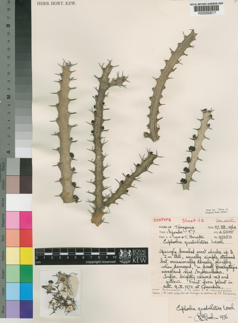 Euphorbia quadrilatera photo 8