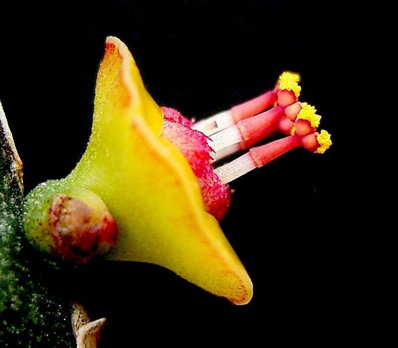 Euphorbia quadrilatera