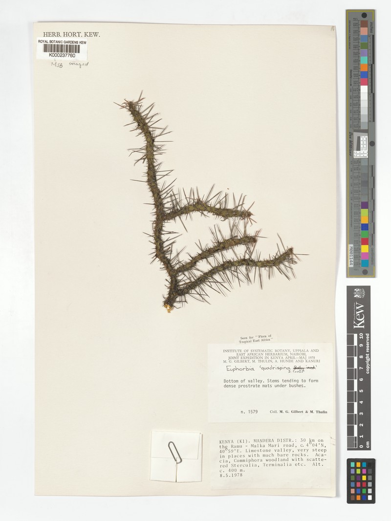 Euphorbia quadrispina photo 2