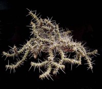 Euphorbia quadrispina