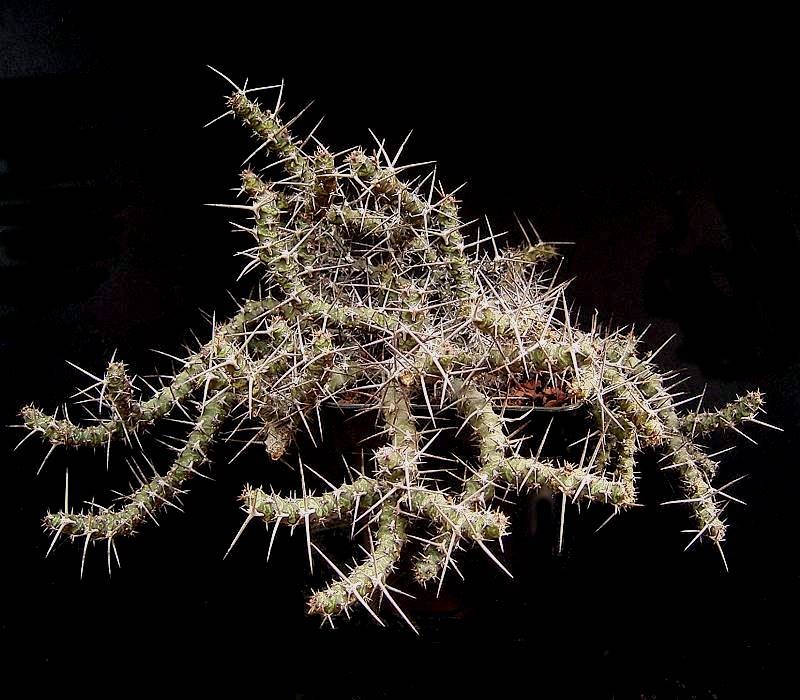 Euphorbia quadrispina