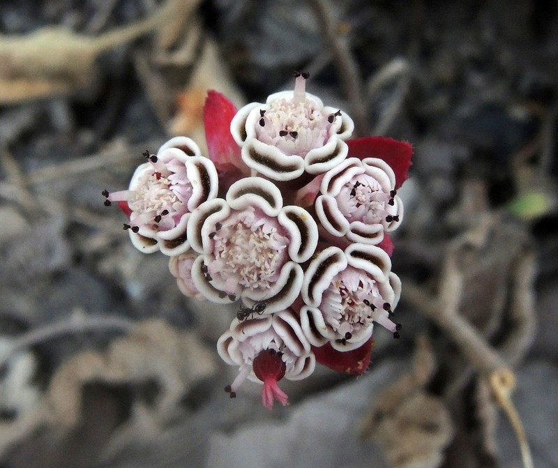 Sun Spurge