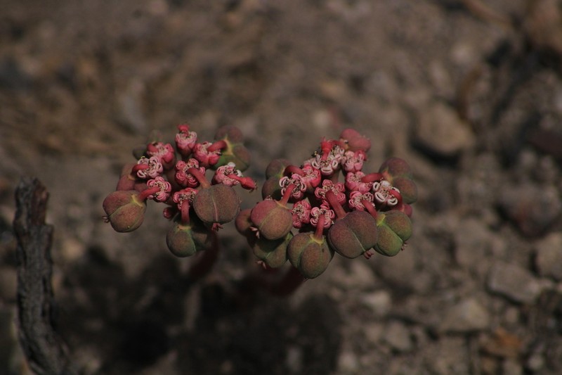 Sun Spurge photo 2