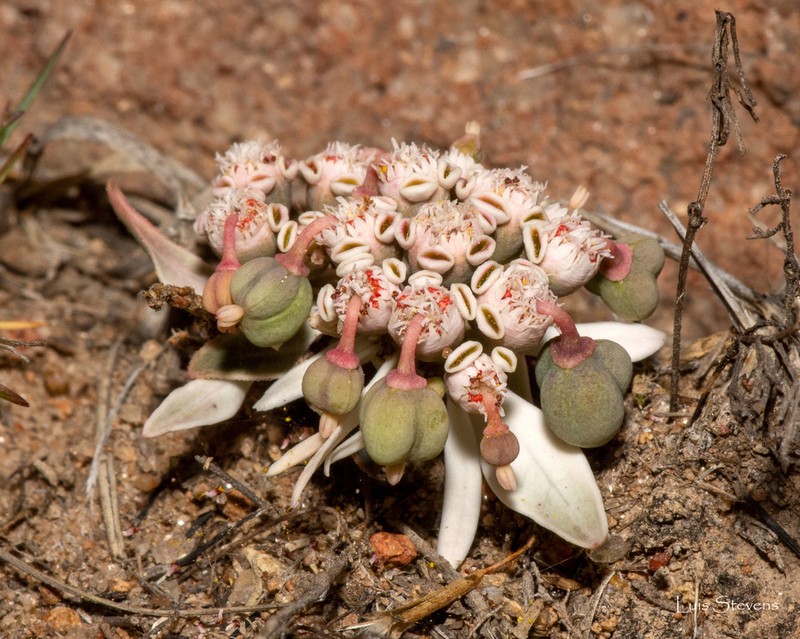 Sun Spurge photo 3